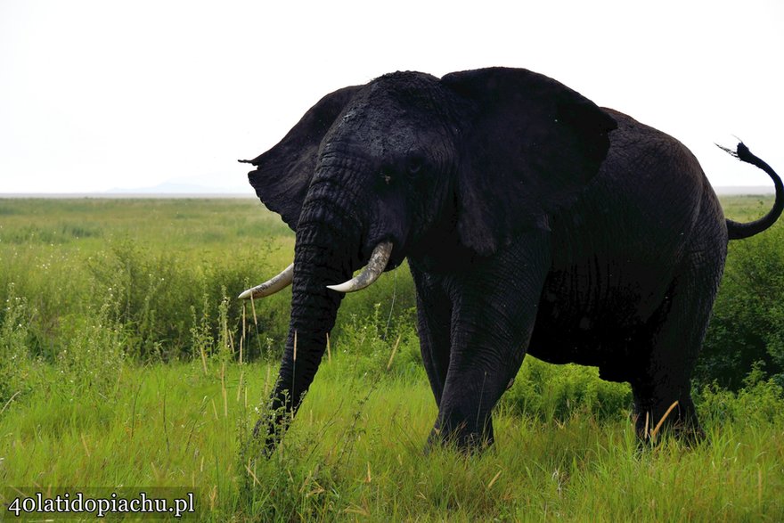 Park Narodowy Serengeti, Tanzania 2021