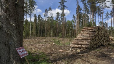 Raport UNESCO o Białowieży druzgocący dla rządu