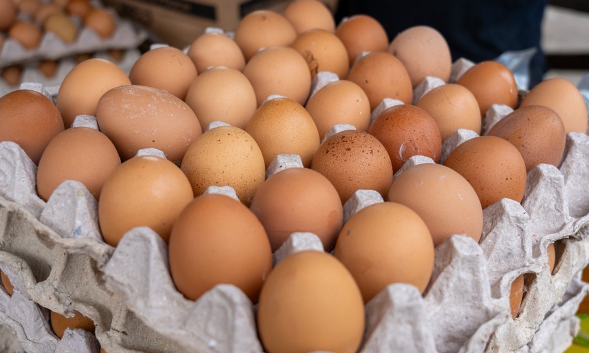 Czy z jajka kupionego w sklepie może wykluć kurczak? Ekspert wyjaśnia