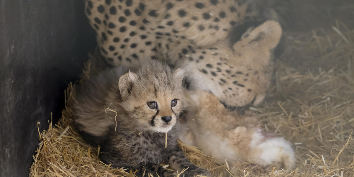 Śląski Ogród Zoologiczny. Narodziny gepardów 