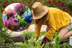 Co posadzić w ogrodzie w sierpniu? Te warzywa i krzewy sprawdzą się najlepiej