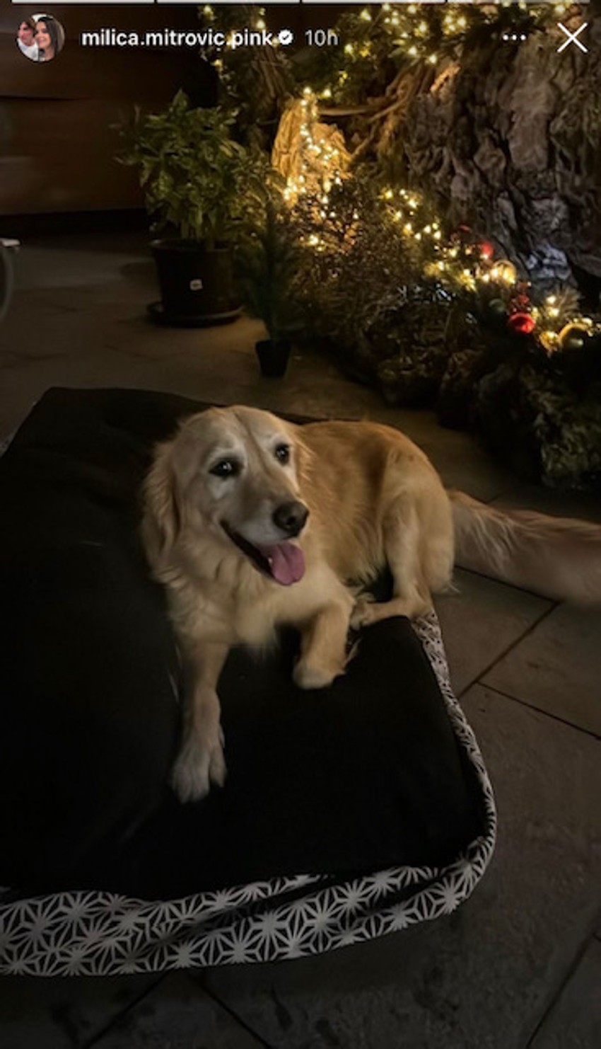 Milica Mitrović pokazala dom pred praznike