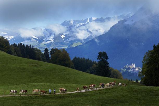 Murith family members and friends walk down a track toward the Gruyeres Castle with a herd of cows f