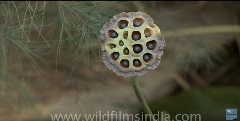 Seme lotosovog cveta