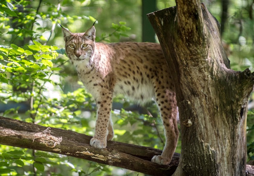 Łódzki ryś Gabryś został wytypowany do odnowienia gatunku rysia nizinnego