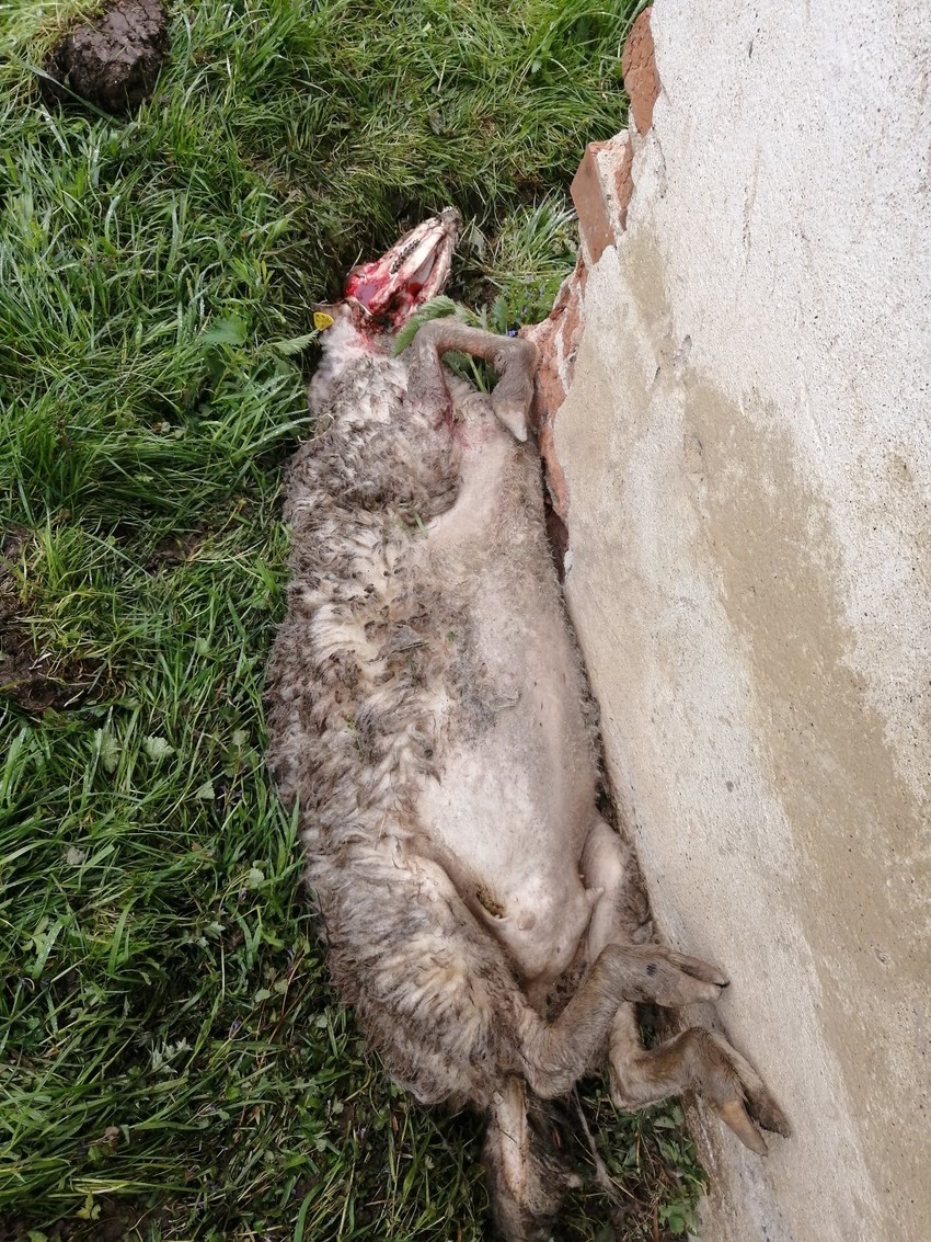 Po imanju ležalo je čak 10 mrtvih ovaca