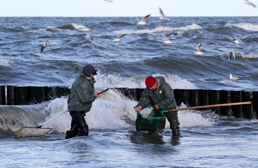 Płacą 20 tys. za kilo bursztynu