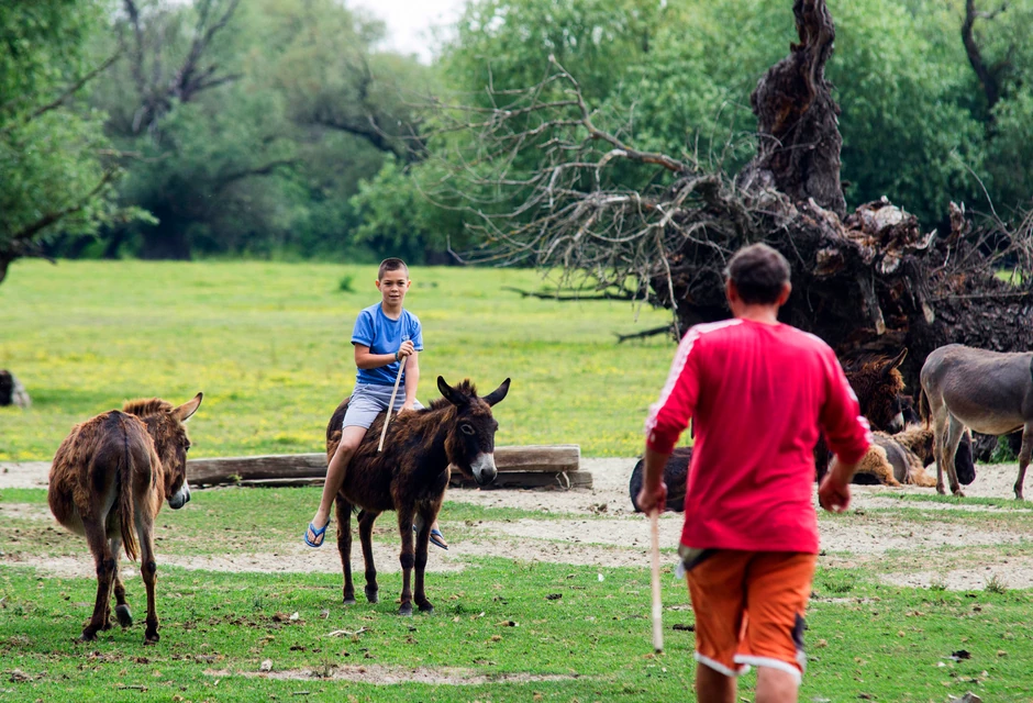 Krčedinska Ada foto Nenad Mihajlovic