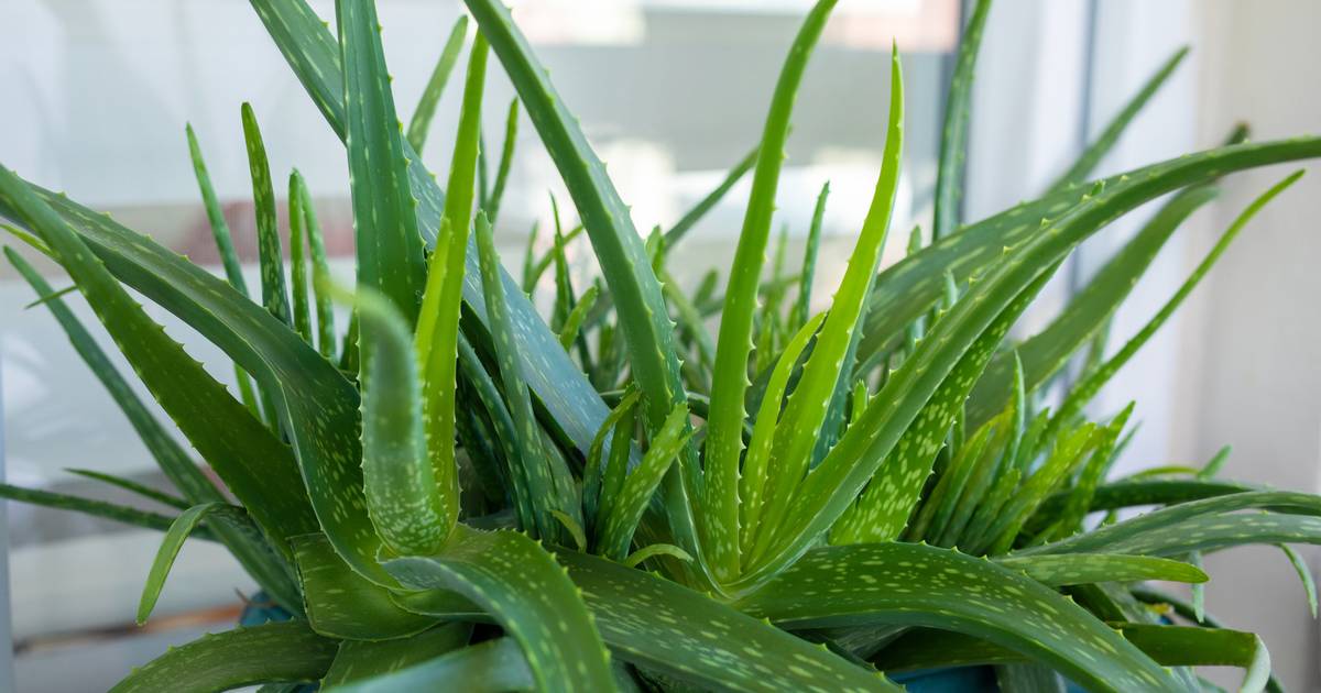 aloe vera pure gel Hydrating Aloe Vera Gel for All Skin & Hair Types main image 1