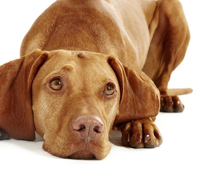Dilemma: Mit tegyek? Az orvos szerint csak elaltatni lehet a gyászoló  kutyát - Blikk Rúzs