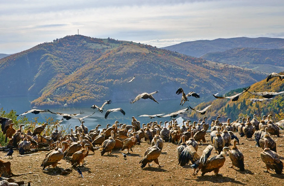 Hranilište supova u Uvcu
