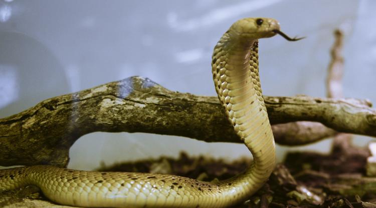 A „kígyódiéta” roppant veszélyes lehet Fotó: Northfoto