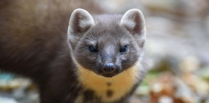 Chroń kable w aucie. Niedrogie odstraszacze na kuny