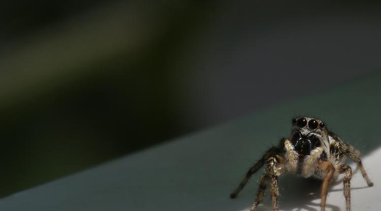 Ennyi pók mászik rád éjszaka, és ennyit eszel meg álmodban Fotó: Getty Images