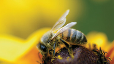 Greenpeace: pestycydy zagrażają pszczołom i produkcji żywności