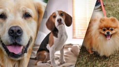 Obrazkowy QUIZ. Rasy psów. Dopasuj nazwę do zdjęcia. 15/15 tylko dla znawcy