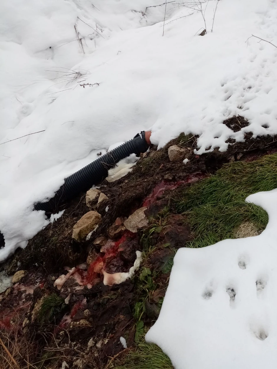 Potoci krvi teku kraj puta od Nove Varoši ka Rezervatu "Uvac"