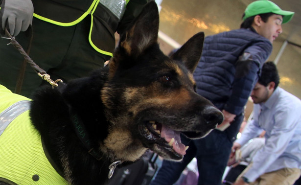 Policyjny pies na celowniku handlarzy narkotyków. Chcą 70 tys. dolarów za jego „głowę”