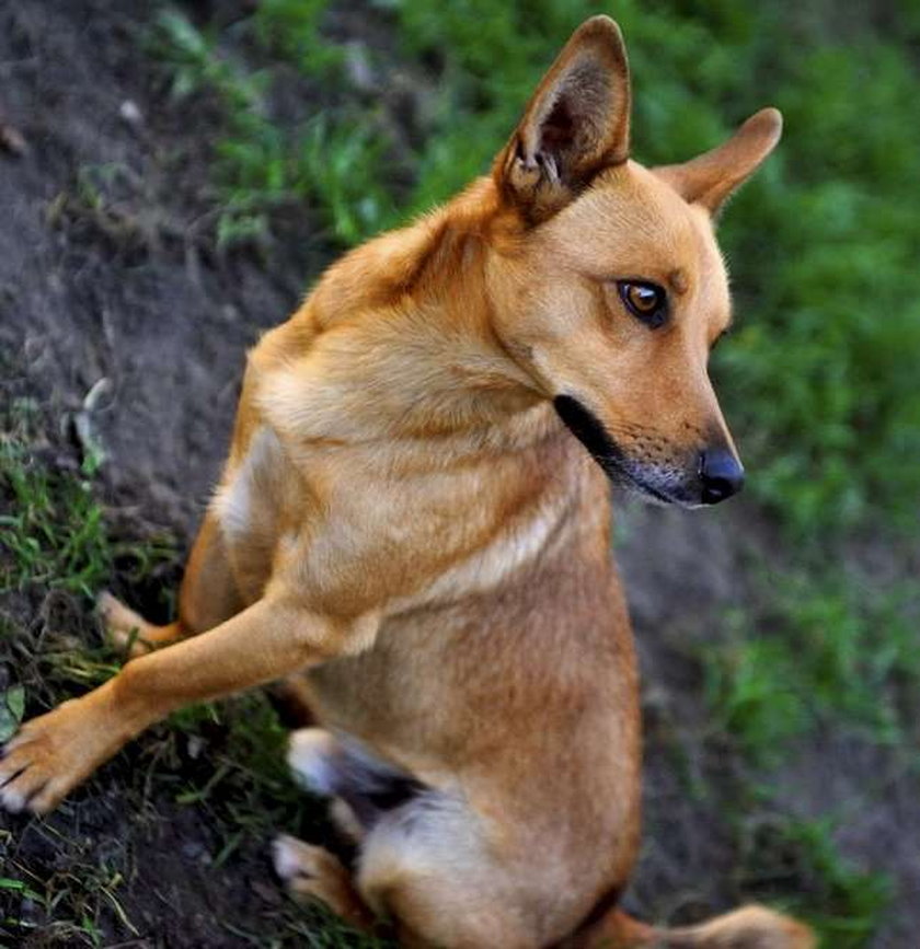 Bydlaki! Wykastrowali żyletką tego kundelka! Psiak szuka domu!