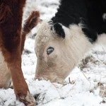 Krava na snegu i ledu - ilustracija