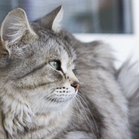 Szemcsók: ezt jelenti, amikor lassan ránk pislog a macskánk