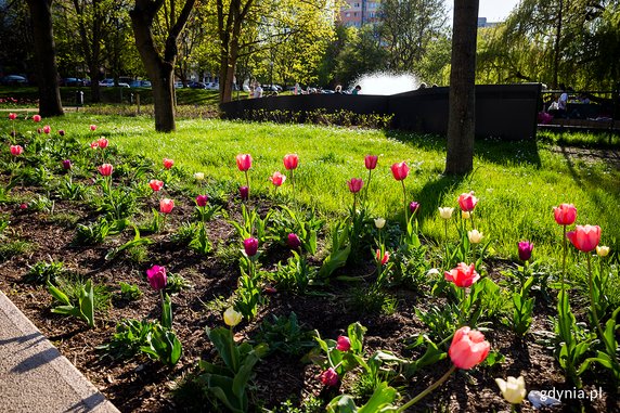 Park Centralny w Gdyni w kolorowej odsłonie [ZDJĘCIA]