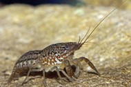 Marbled Crayfish