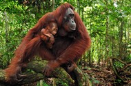 Orangutan (Pongo pygmaeus) female with young in rainforest interior, Camp Leakey, Tanjung Puting Nat