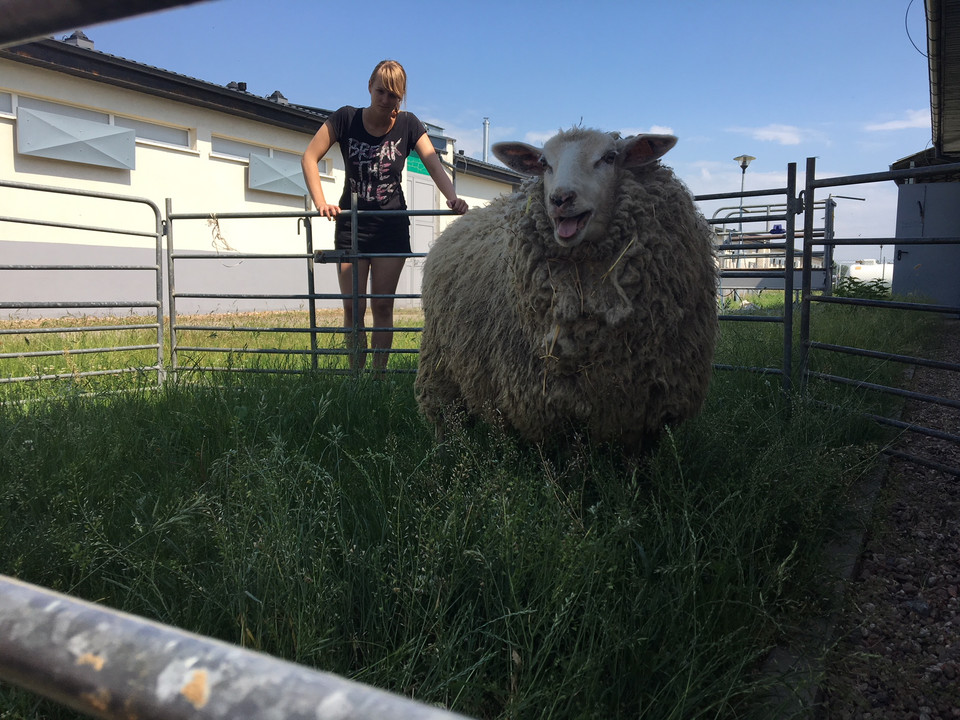 Owce Z Wroclawia Szykuja Sie Na Wystawe Powalcza O Tytul Czempiona Wiadomosci
