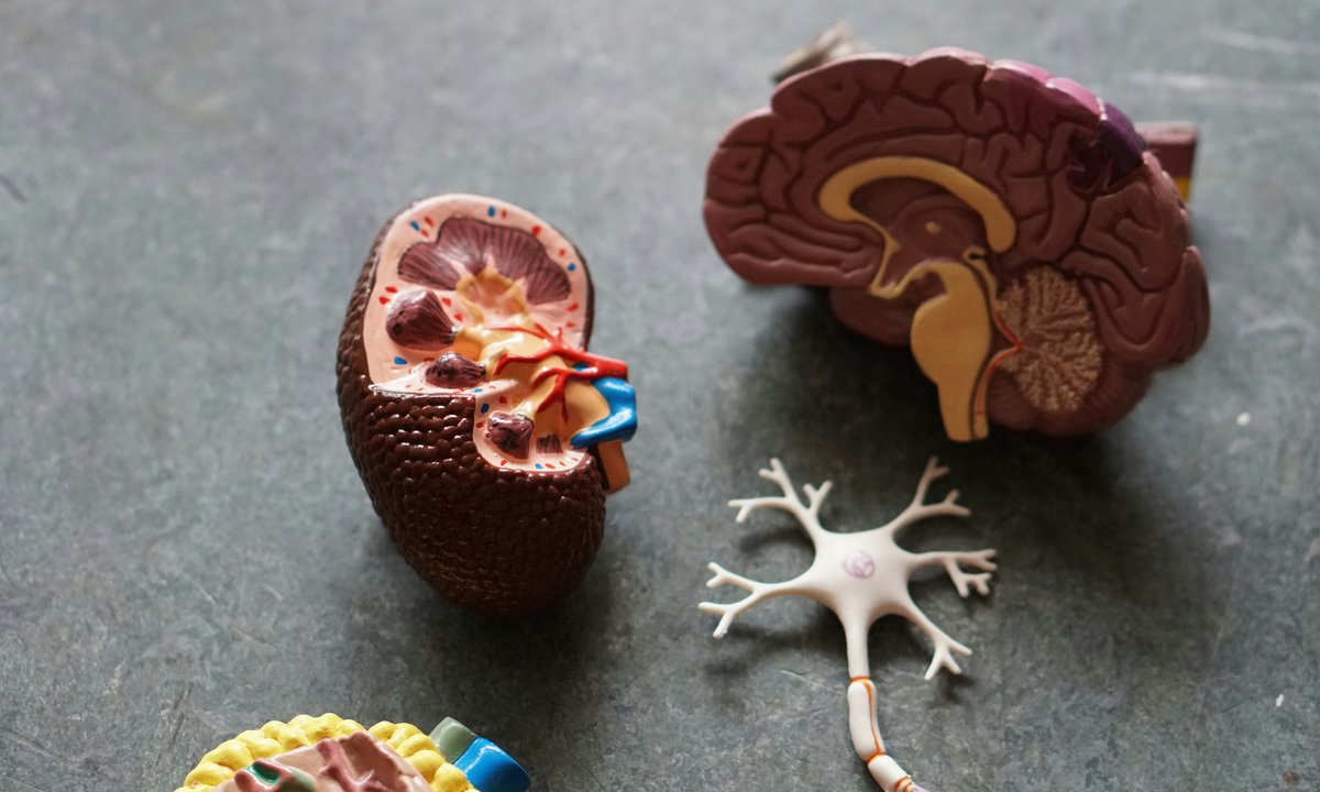 Pamiętasz cokolwiek z lekcji biologii? Ten quiz to wyzwanie dla umysłu