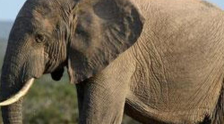 Iszonyatos! Halálra taposta az elefánt a sánta fiút - videó
