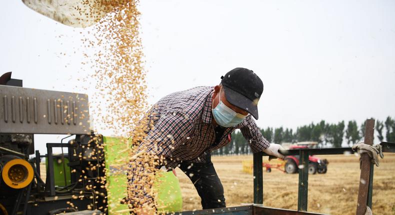 A farmer harvests wheat in the fields in central China's Henan Province.