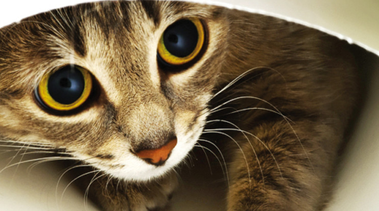 pöfékel elkövetni Úttörő macska stressz könnyen kezelhető véletlenül kátrány