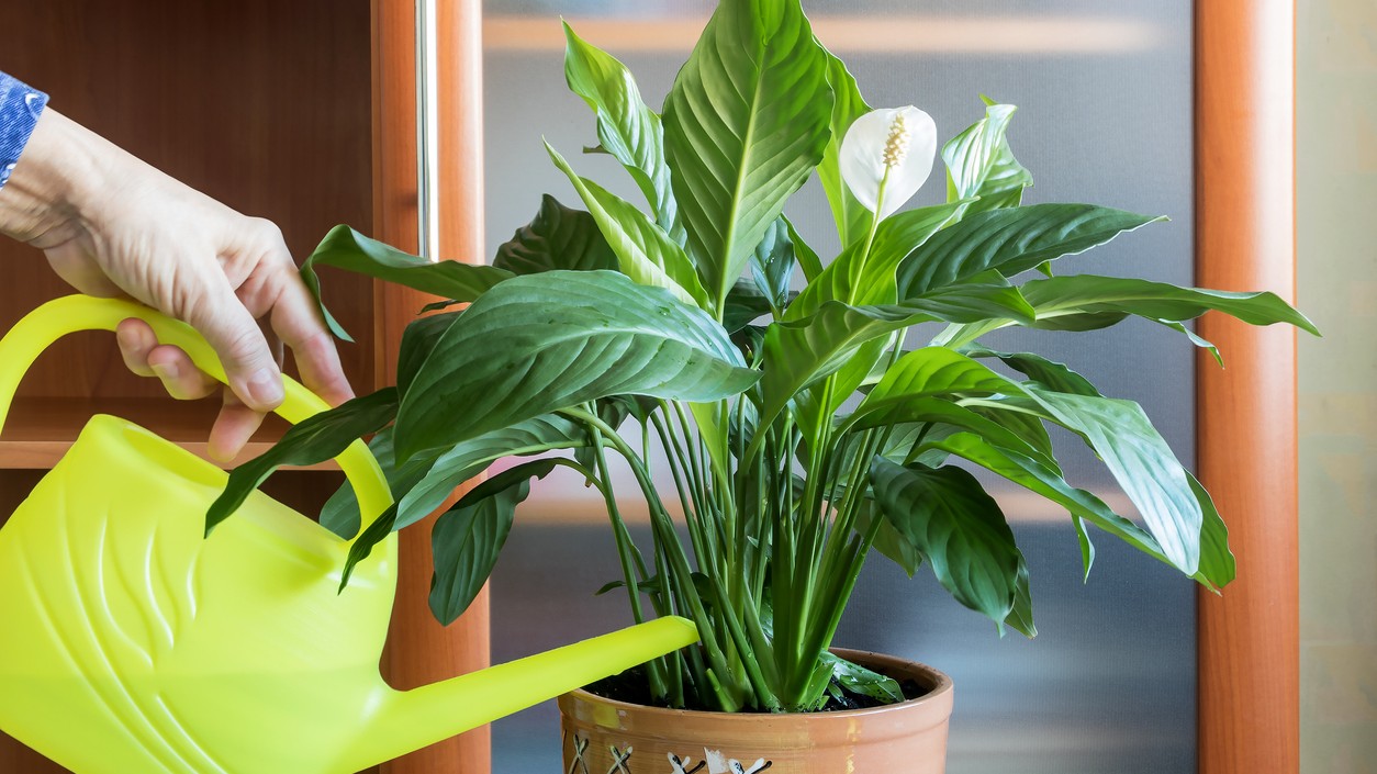 Zálievka nemusí byť len o obyčajnej vode. Niektoré rastliny ocenia aj výživný zvyšok z kuchyne.