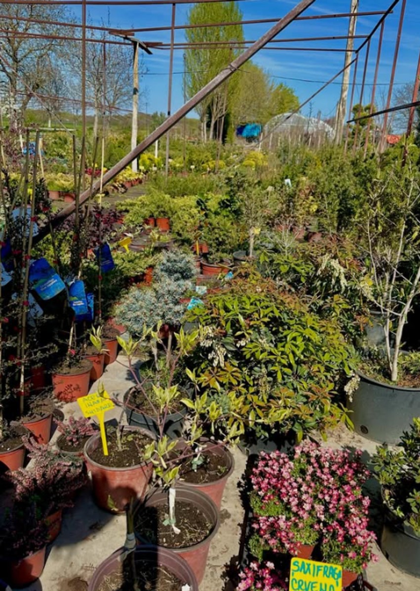 Mirjana Memedović objavila fotografije iz rasadnika