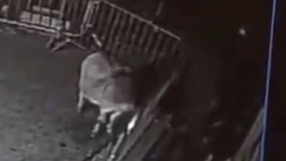 Botrány, mit csinált a két férfi ezzel a szerencsétlen szamárral - videó
