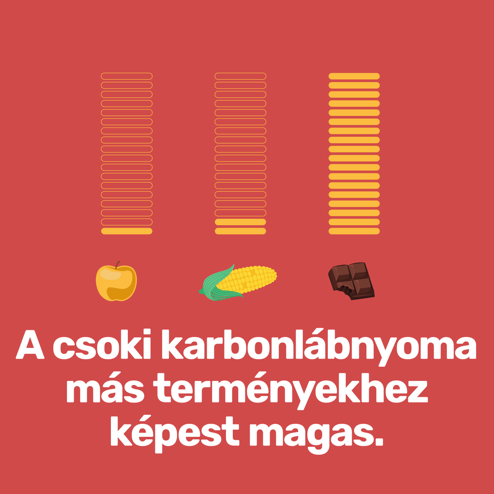 A kakaó egyszerre oka és áldozata a klímaválságnak