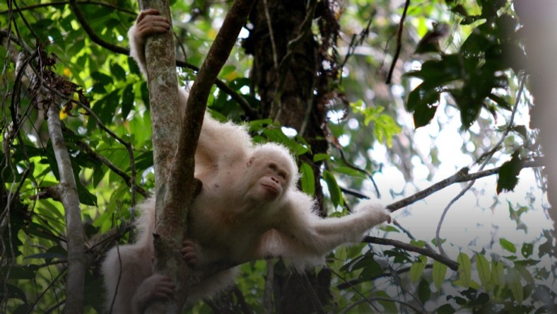 Image result for albino orangutan