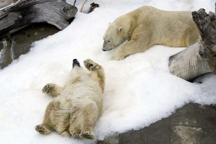 Ursus maritimus, niedźwiedź polarny, miś polarny