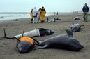 JAPAN-ANIMAL-WHALE