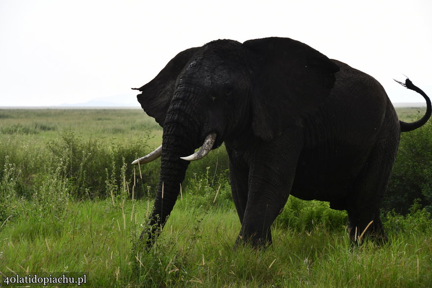 Nasze bociany i ich afrykańscy sąsiedzi podczas zimowania w kraterze Ngorongoro