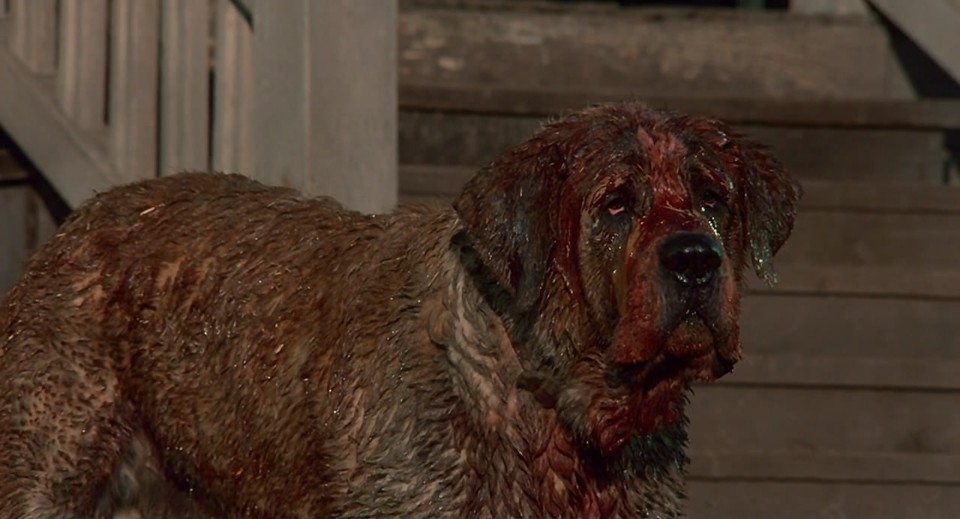 Cujo z "Cujo", reż. Lewis Teague’, 1983 r.