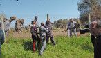 ITALY BACTERIA INFECTED OLIVE TREES (First Xylella-hit tree chopped down)