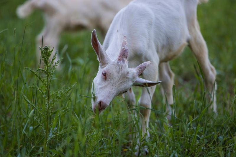 Kozy saaneńskie, fot. shutterstock