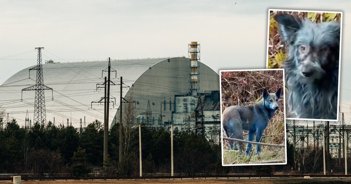 Szok w Czarnobylu. Psy zmieniają kolor na niebieski