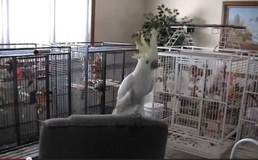 Snoubol - kakadu koji ima osećaj za ritam