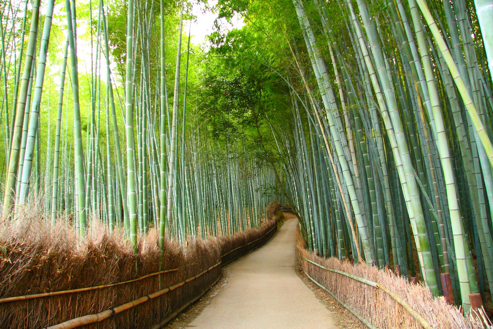 Las bambusowy, Japonia