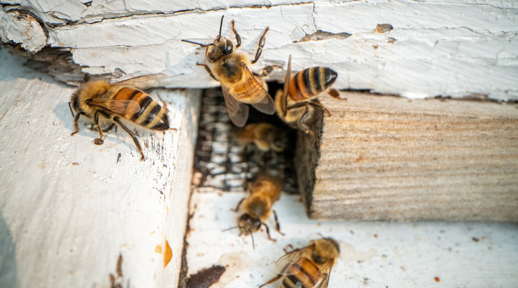 25 ezres méhcsaládot fogtak be Egeren / Illusztráció: Northfoto