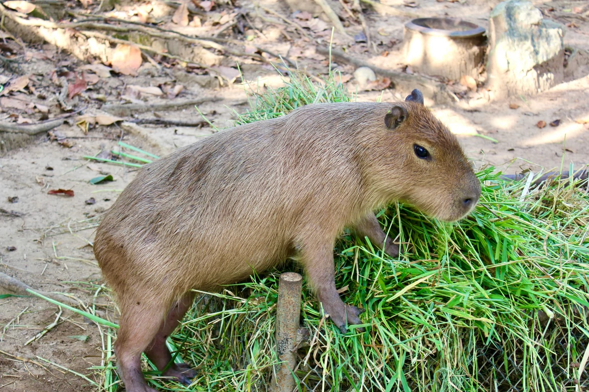  Pracownicy zoo zdradzili, o co najczęściej pytają ich goście. Odpowiedź zaskakuje