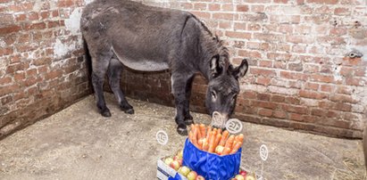 "Usiołek" świętuje 15 urodziny